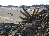 Galapagos 6-2-15 Bartolome Spatter Cone Lava Cactus